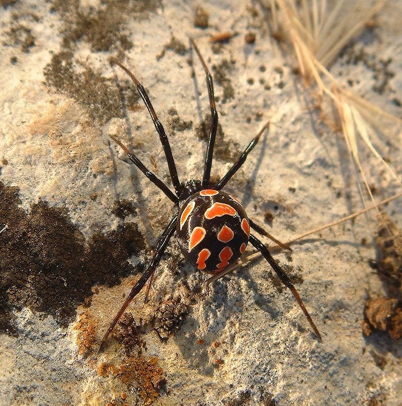 ARAÑA CAPULINA